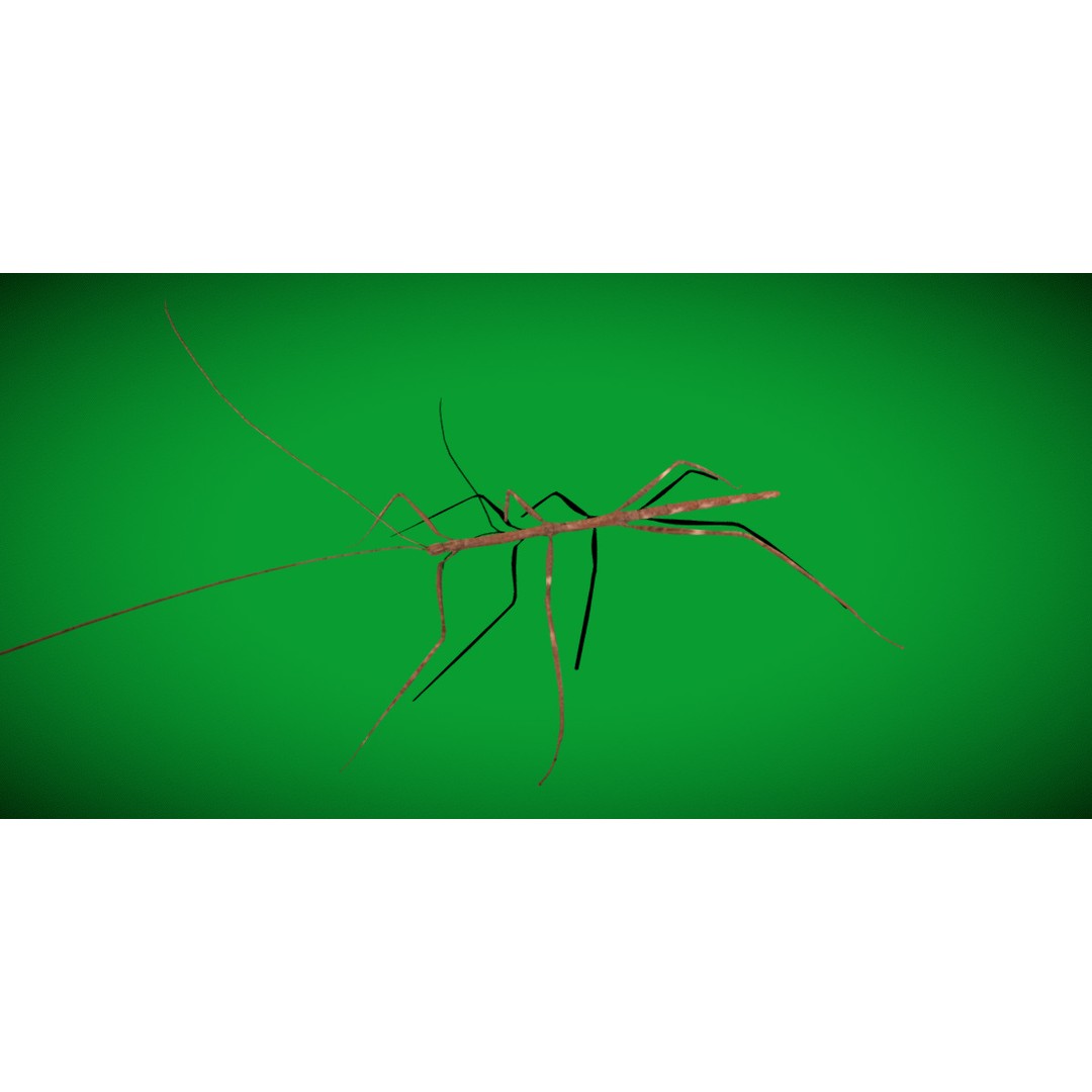 Giant Stick Insect 3D Model – Low Poly Game Ready, FBX, PBR - View 27