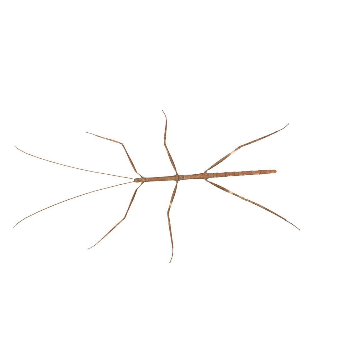Giant Stick Insect 3D Model – Low Poly Game Ready, FBX, PBR - View 28