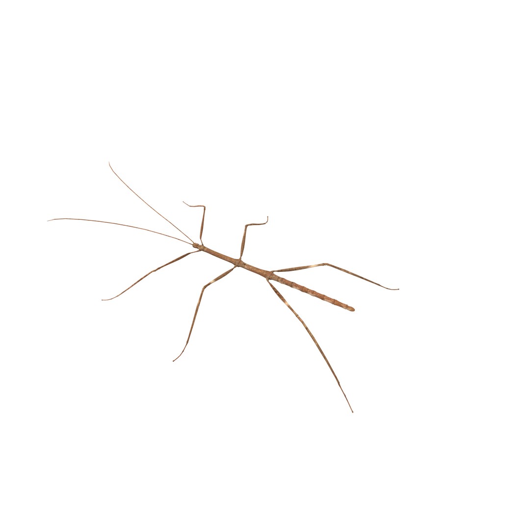 Giant Stick Insect 3D Model – Low Poly Game Ready, FBX, PBR - View 29
