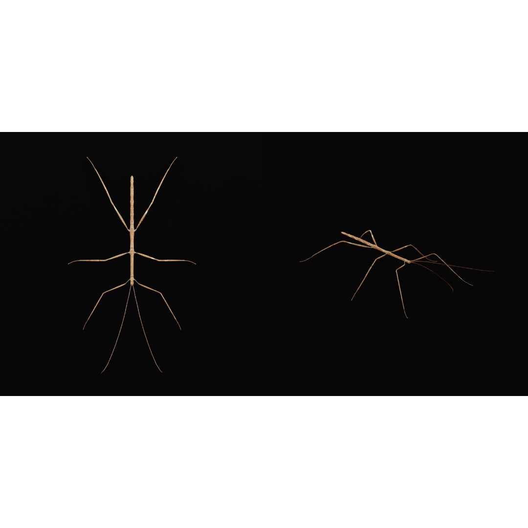 Giant Stick Insect 3D Model – Low Poly Game Ready, FBX, PBR - View 3