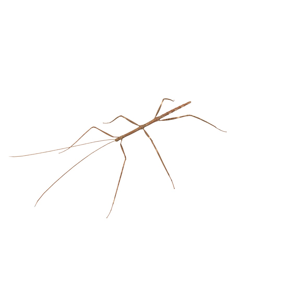 Giant Stick Insect 3D Model – Low Poly Game Ready, FBX, PBR - View 30