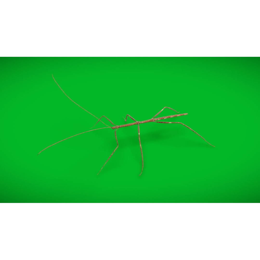 Giant Stick Insect 3D Model – Low Poly Game Ready, FBX, PBR - View 31