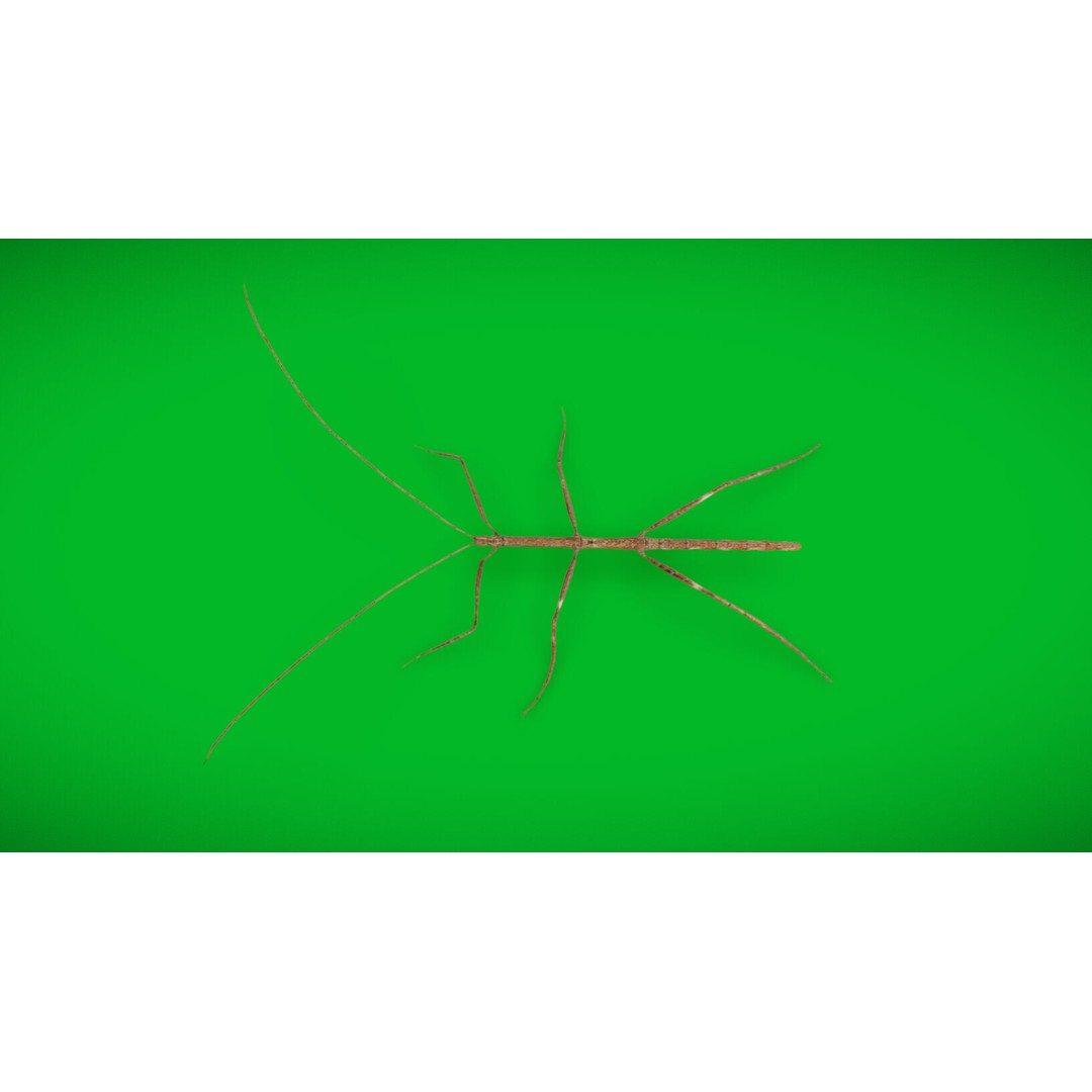 Giant Stick Insect 3D Model – Low Poly Game Ready, FBX, PBR - View 32