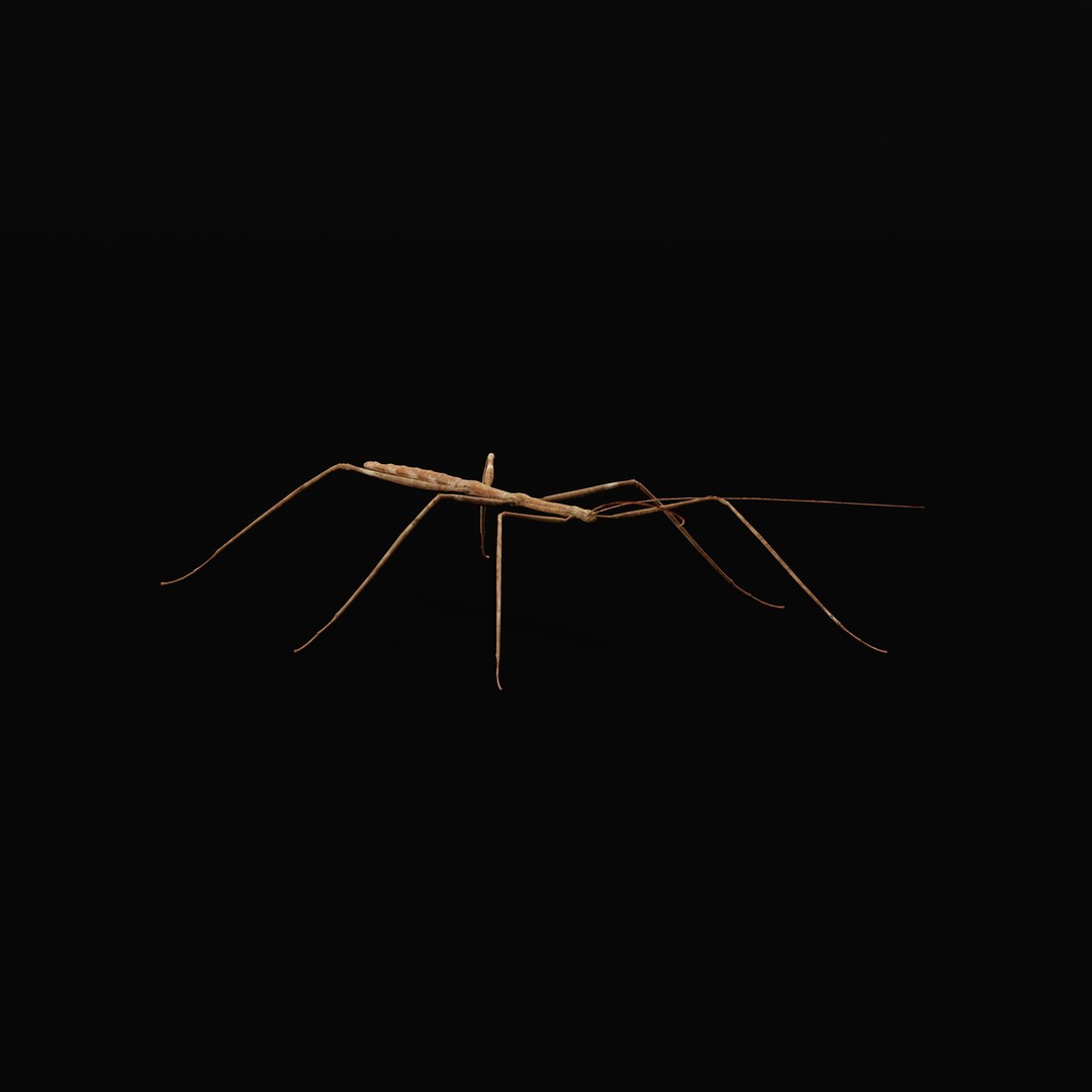 Giant Stick Insect 3D Model – Low Poly Game Ready, FBX, PBR - View 33