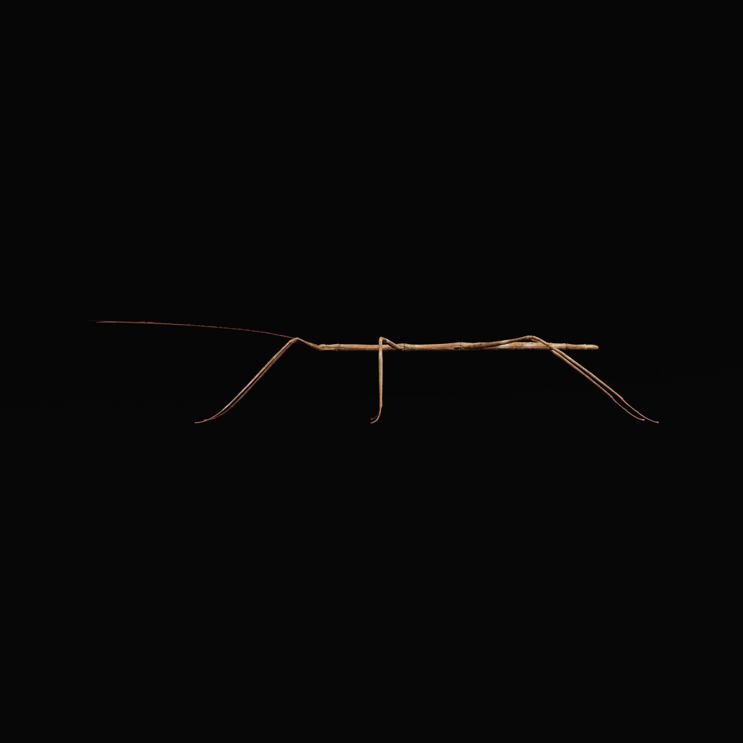 Giant Stick Insect 3D Model – Low Poly Game Ready, FBX, PBR - View 35