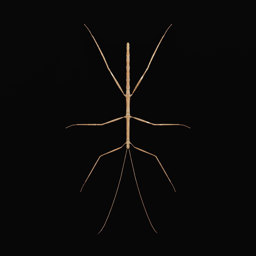 Giant Stick Insect 3D Model – Low Poly Game Ready, FBX, PBR - View 36
