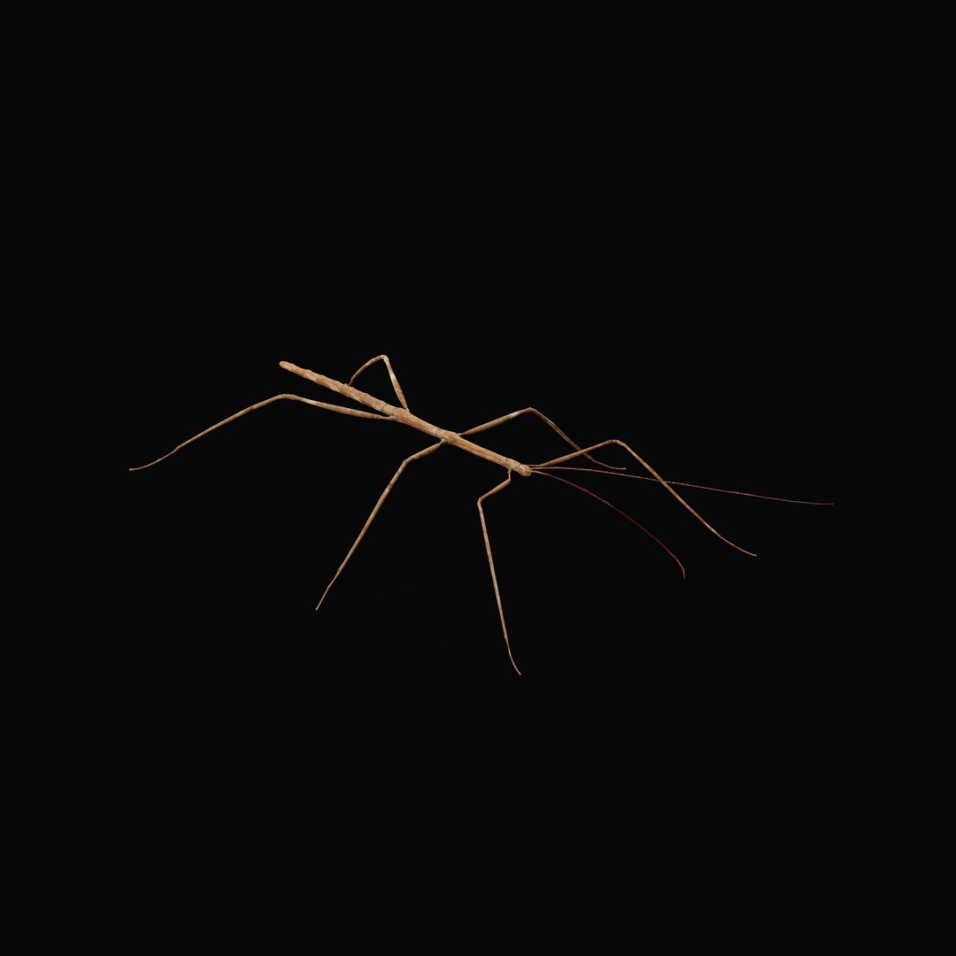 Giant Stick Insect 3D Model – Low Poly Game Ready, FBX, PBR - View 37
