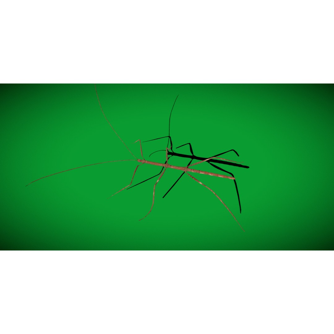 Giant Stick Insect 3D Model – Low Poly Game Ready, FBX, PBR - View 4