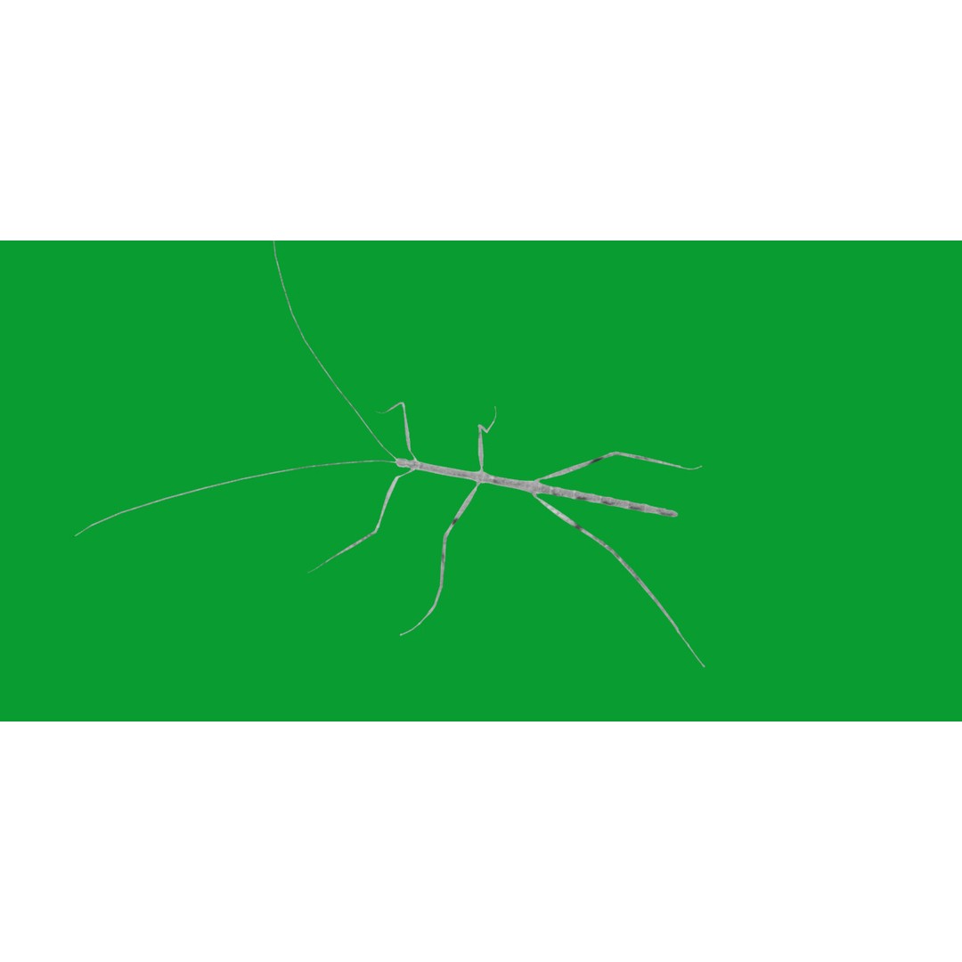 Giant Stick Insect 3D Model – Low Poly Game Ready, FBX, PBR - View 6