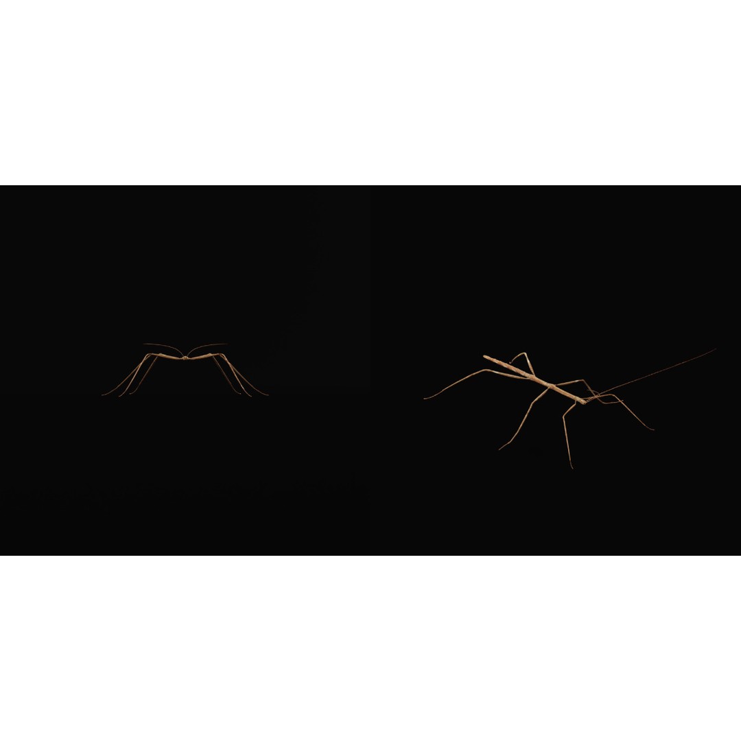 Giant Stick Insect 3D Model – Low Poly Game Ready, FBX, PBR - View 7