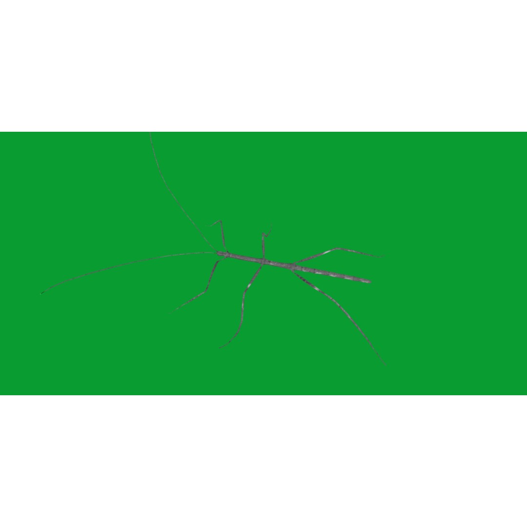Giant Stick Insect 3D Model – Low Poly Game Ready, FBX, PBR - View 8
