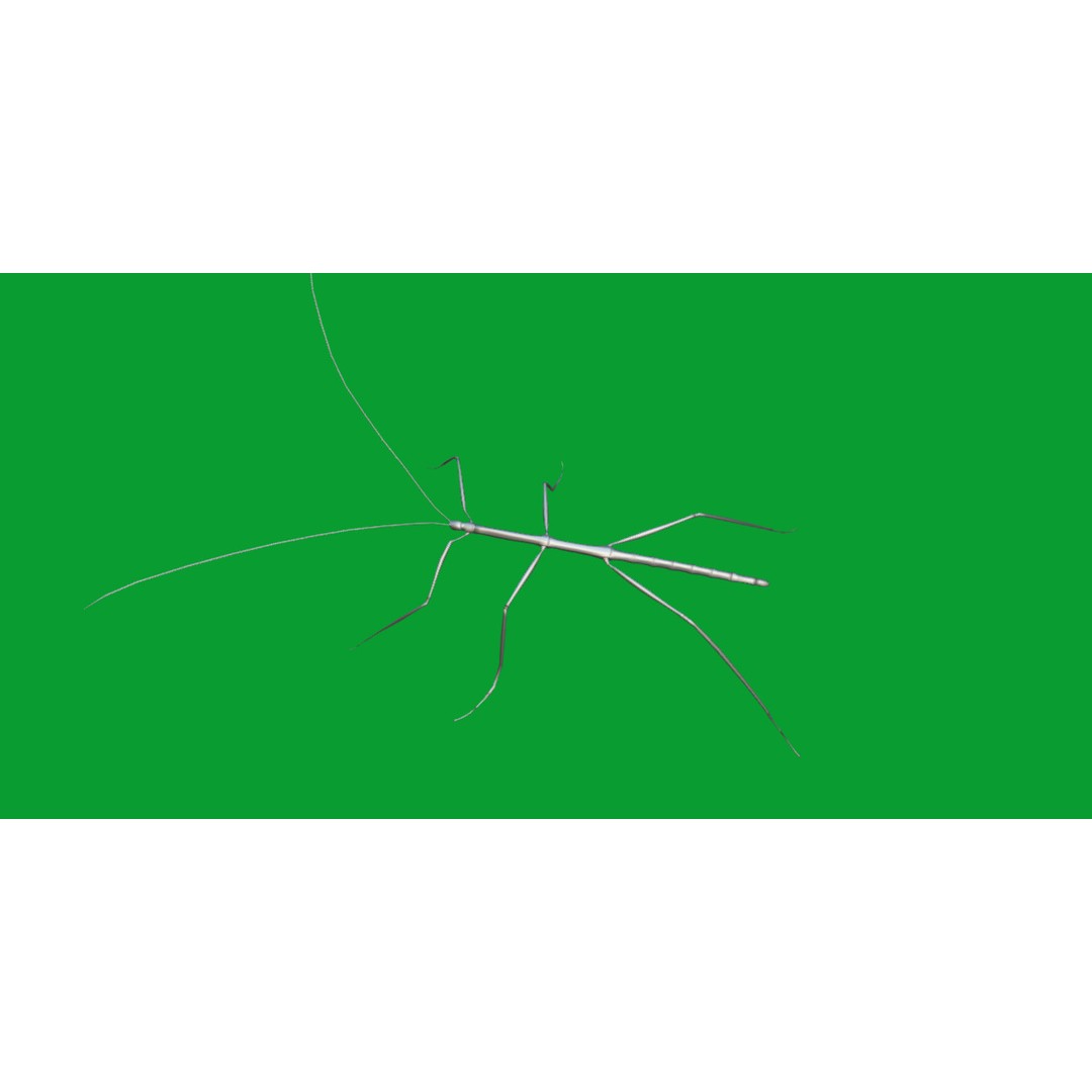 Giant Stick Insect 3D Model – Low Poly Game Ready, FBX, PBR - View 9