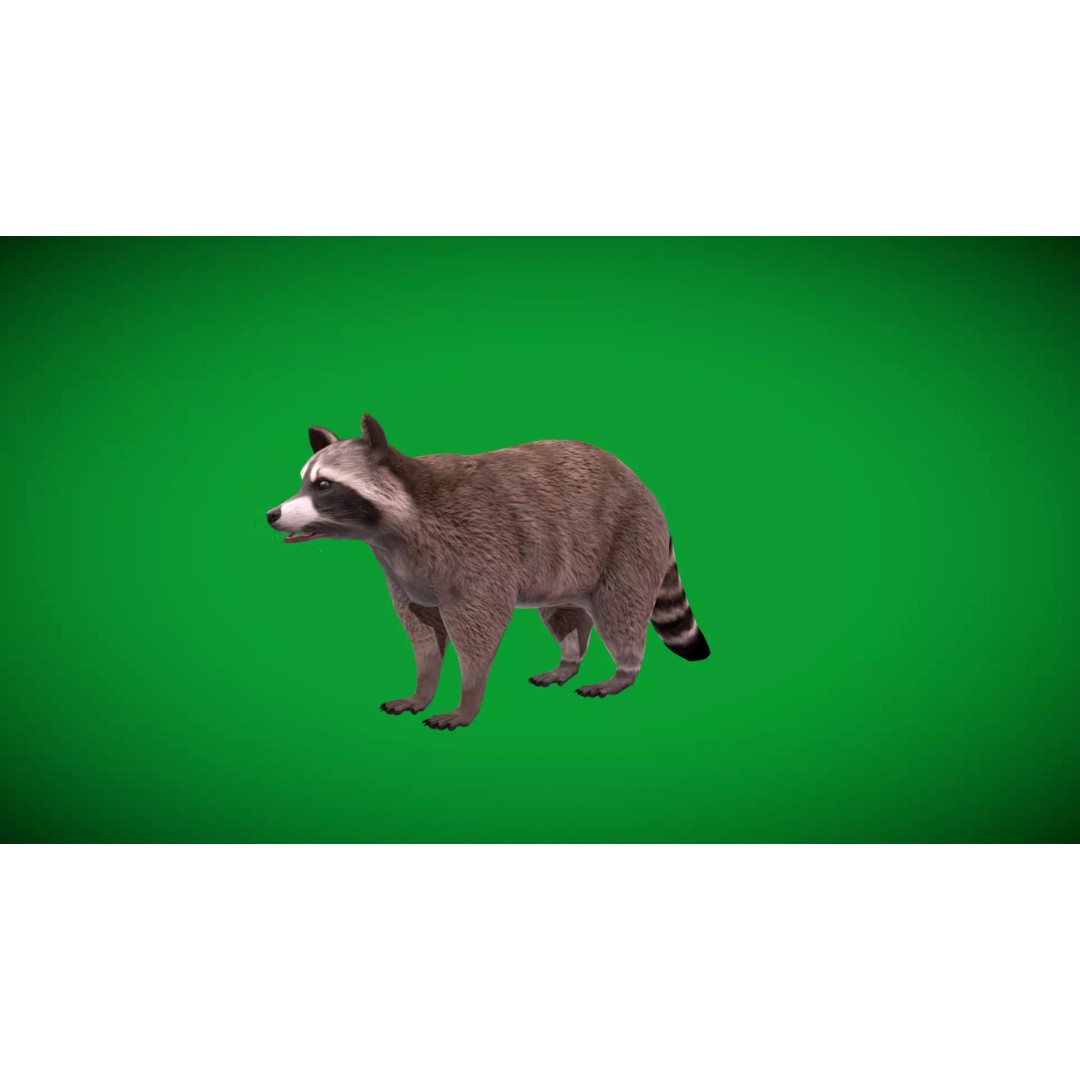 Raccoon 3D Model – Low Poly Game Asset with Animations, FBX