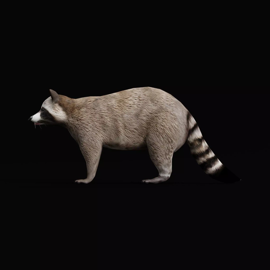 Raccoon 3D Model – Low Poly Game Asset with Animations, FBX - View 10