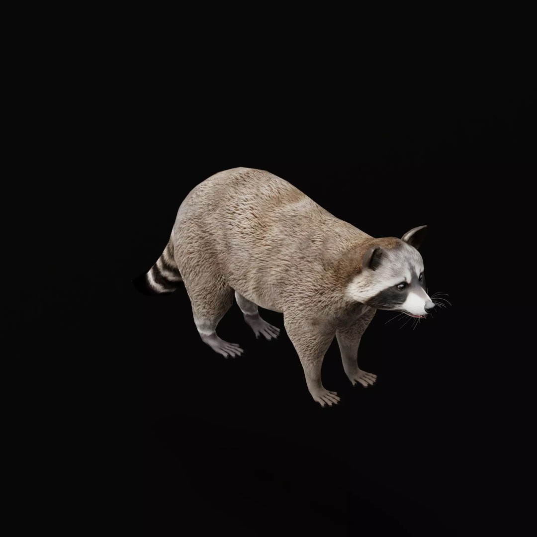 Raccoon 3D Model – Low Poly Game Asset with Animations, FBX - View 12
