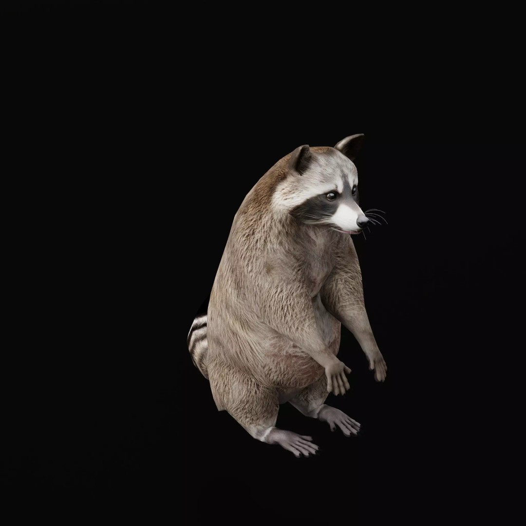 Raccoon 3D Model – Low Poly Game Asset with Animations, FBX - View 13