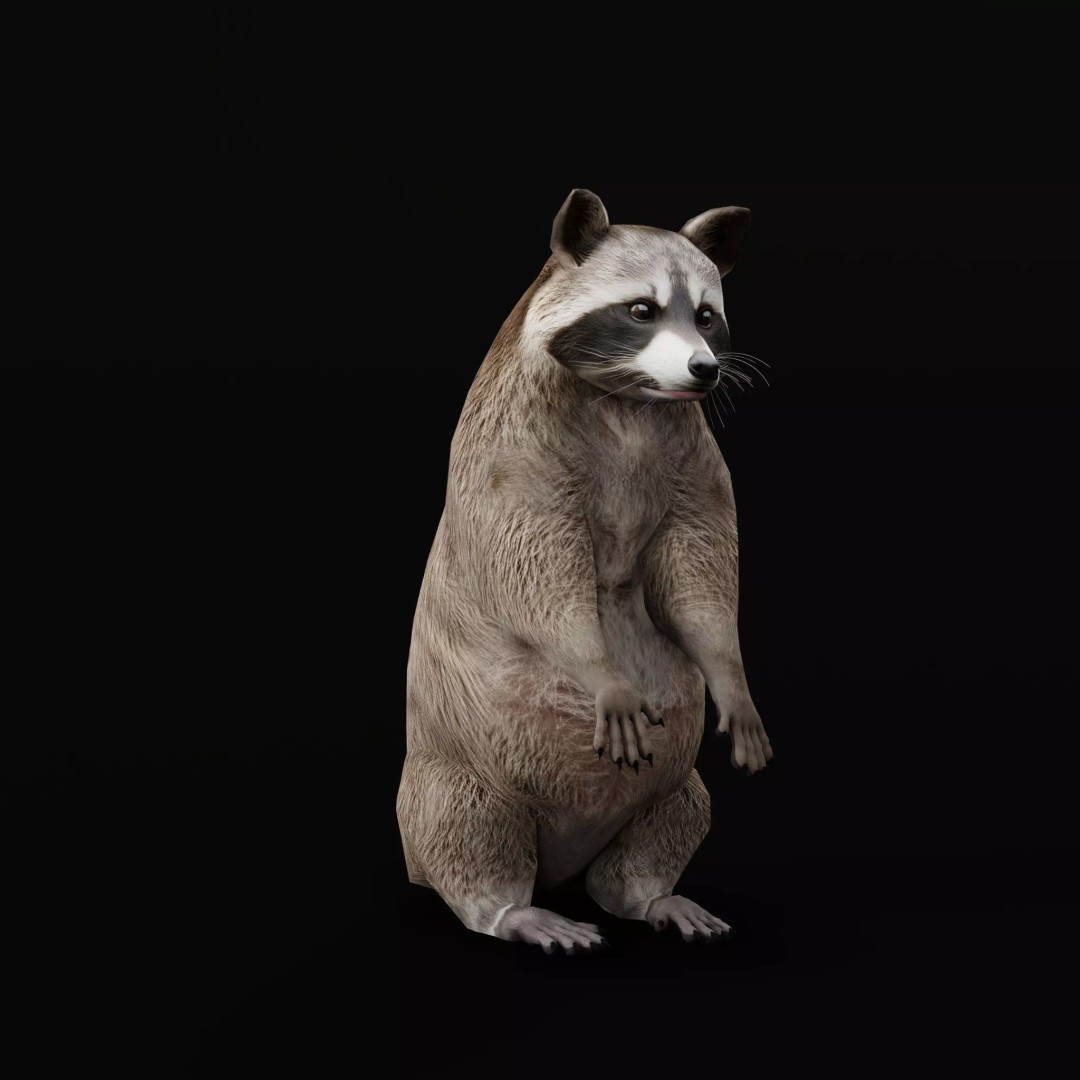 Raccoon 3D Model – Low Poly Game Asset with Animations, FBX - View 14