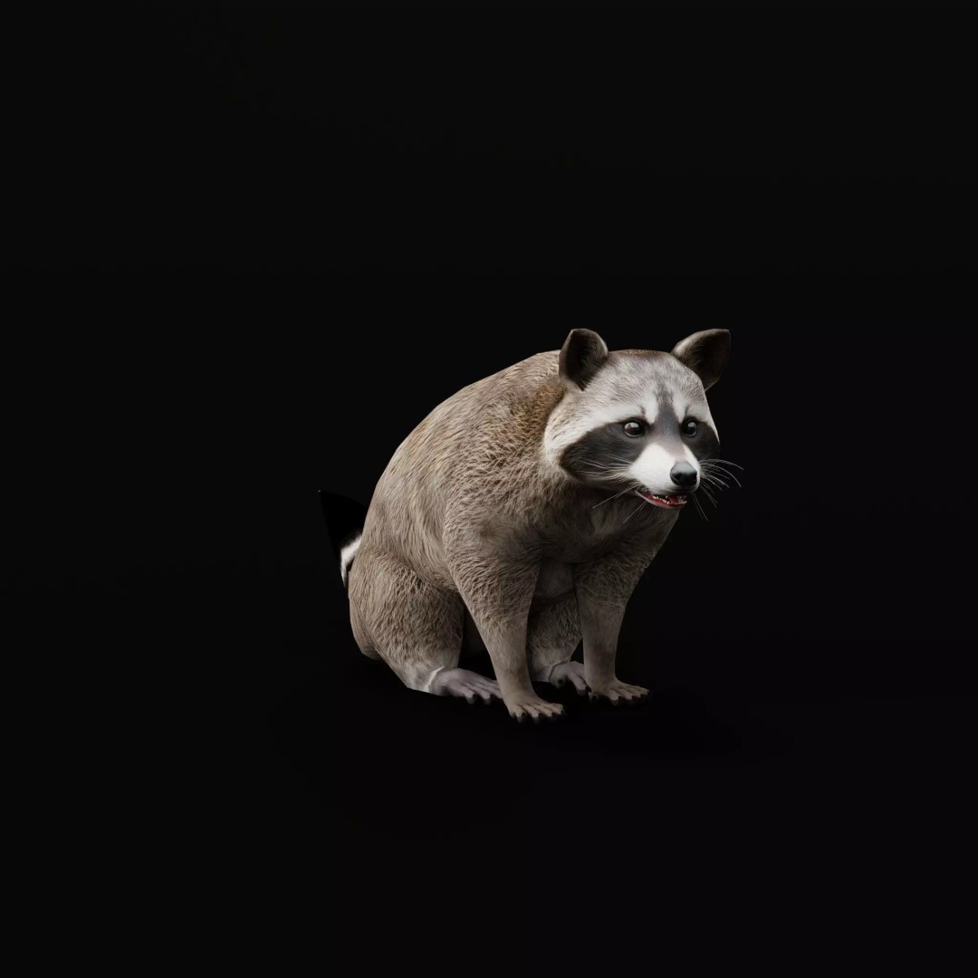 Raccoon 3D Model – Low Poly Game Asset with Animations, FBX - View 15
