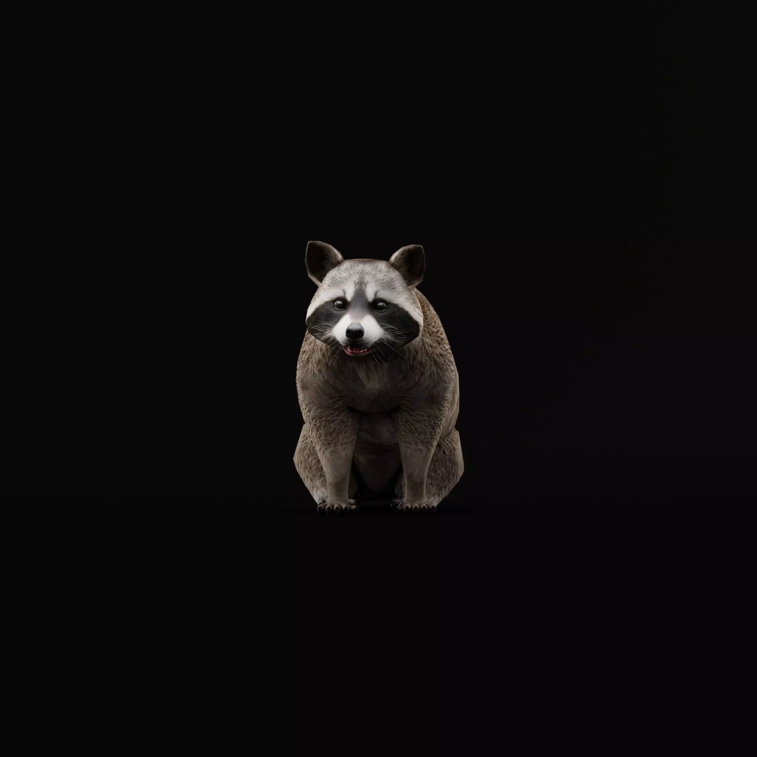 Raccoon 3D Model – Low Poly Game Asset with Animations, FBX - View 16