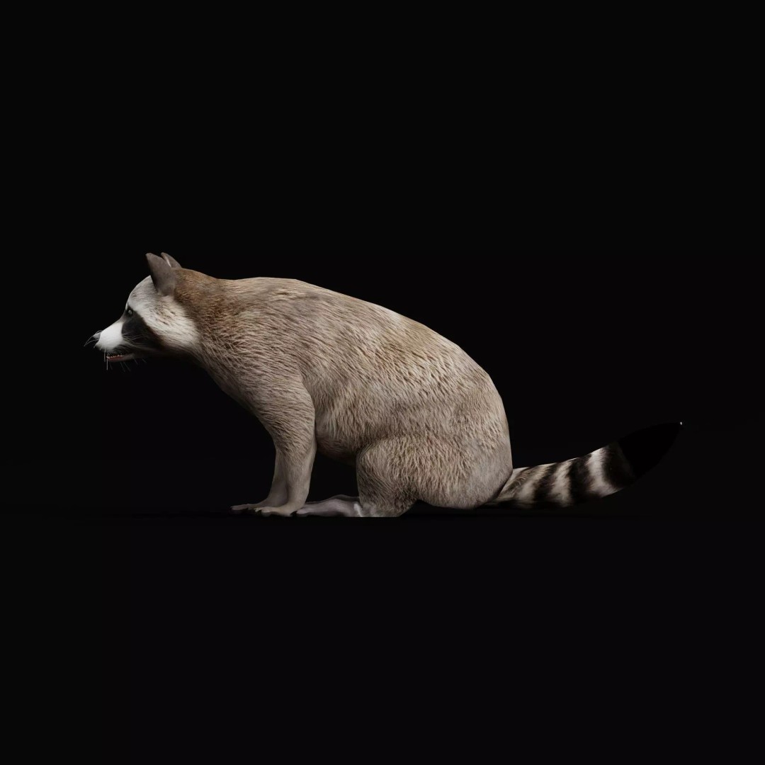 Raccoon 3D Model – Low Poly Game Asset with Animations, FBX - View 17