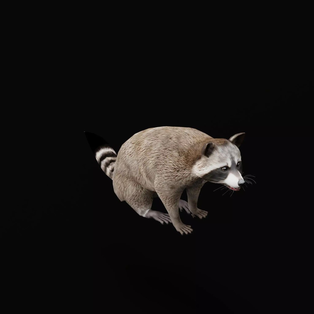Raccoon 3D Model – Low Poly Game Asset with Animations, FBX - View 18