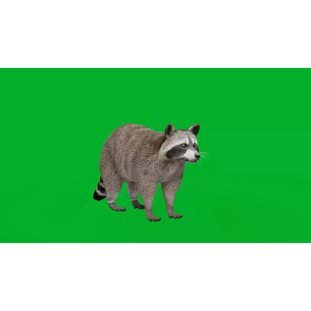 Raccoon 3D Model – Low Poly Game Asset with Animations, FBX - View 2