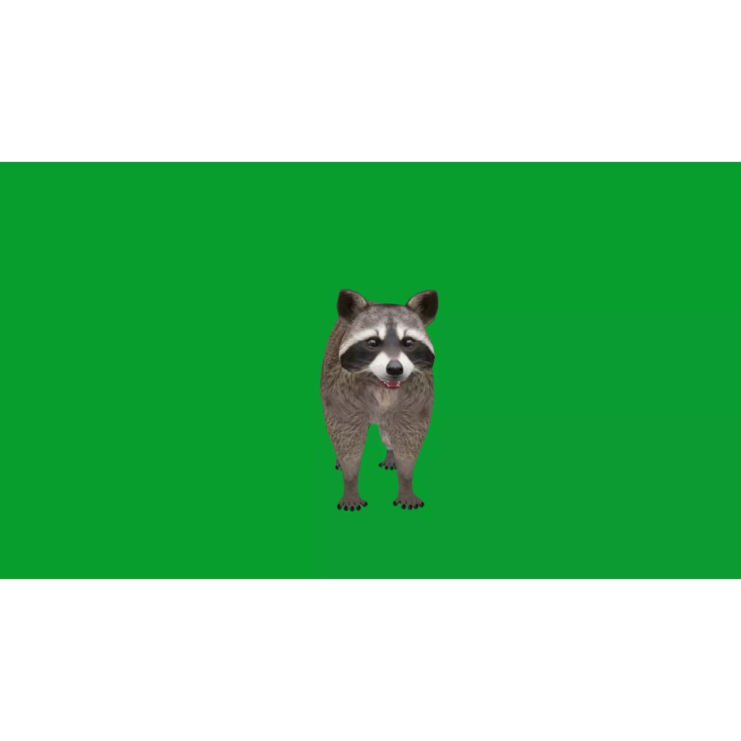 Raccoon 3D Model – Low Poly Game Asset with Animations, FBX - View 20