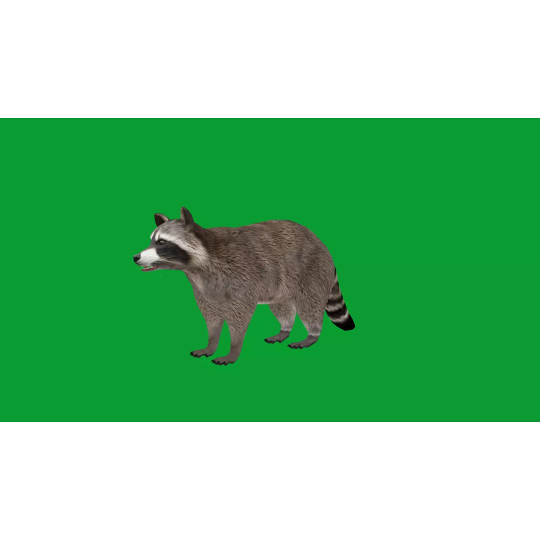 Raccoon 3D Model – Low Poly Game Asset with Animations, FBX - View 21