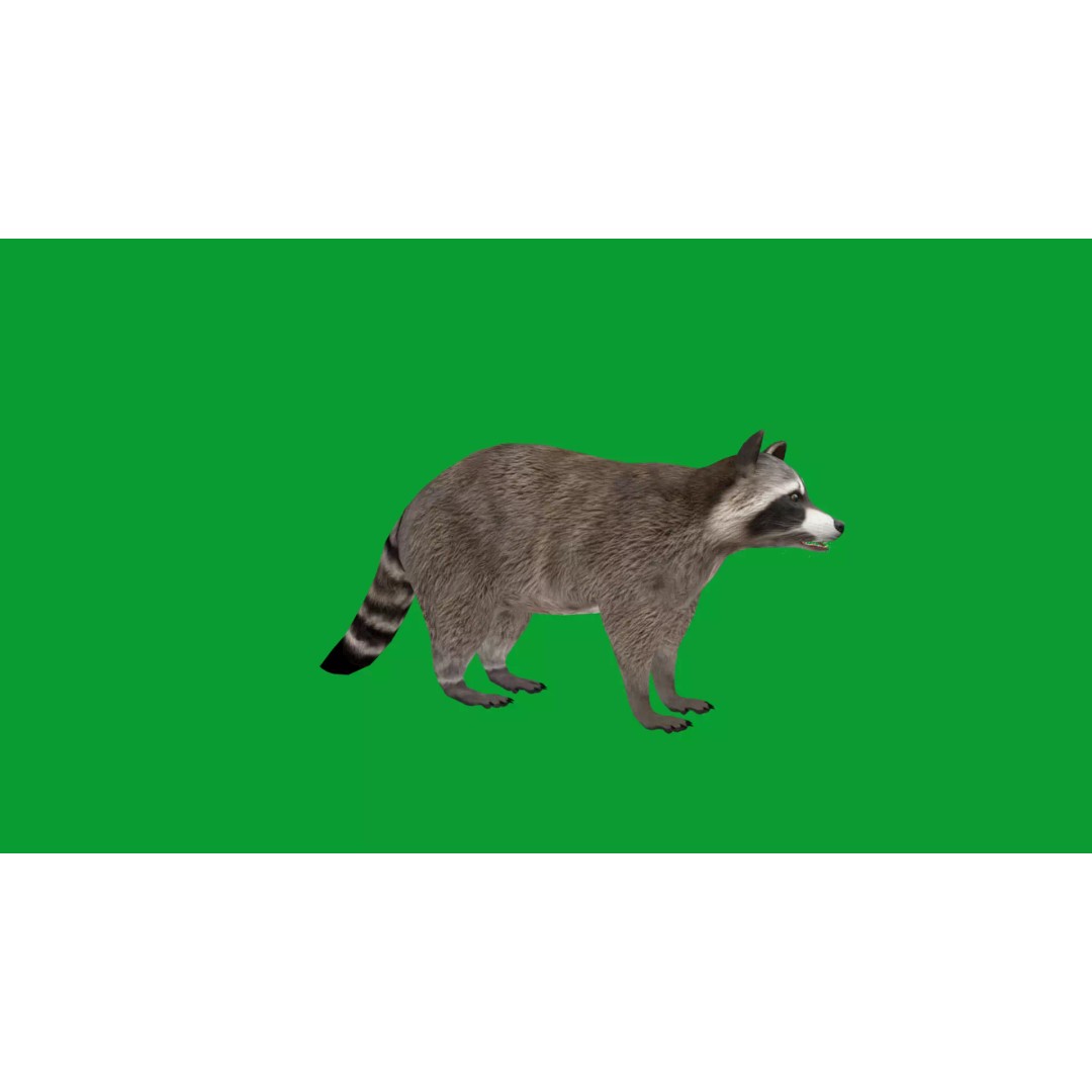 Raccoon 3D Model – Low Poly Game Asset with Animations, FBX - View 22