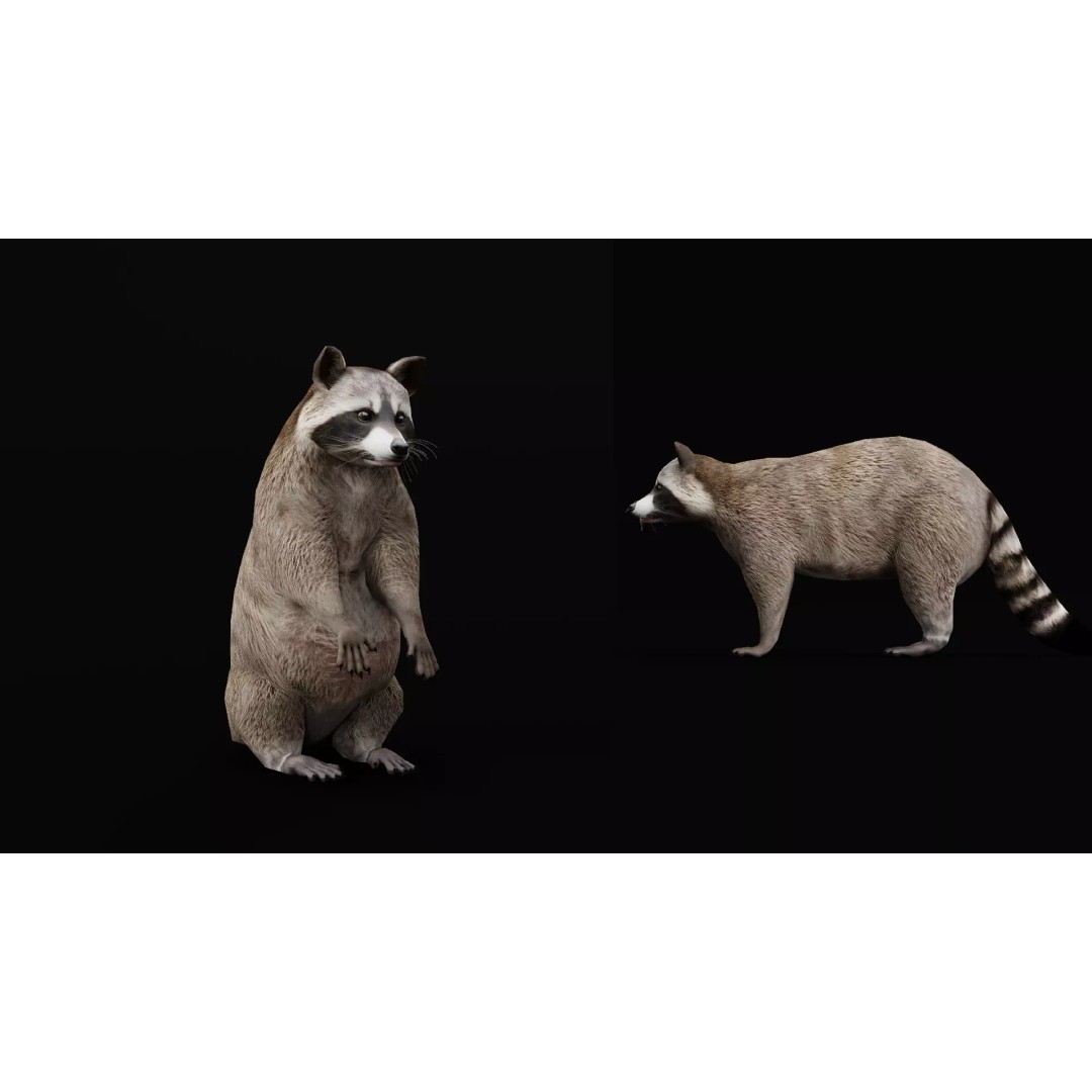 Raccoon 3D Model – Low Poly Game Asset with Animations, FBX - View 25