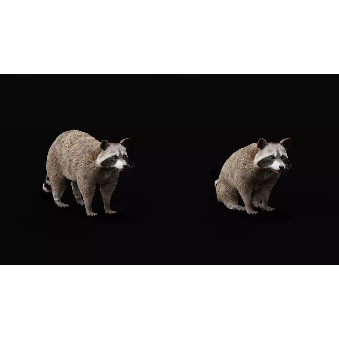 Raccoon 3D Model – Low Poly Game Asset with Animations, FBX - View 26