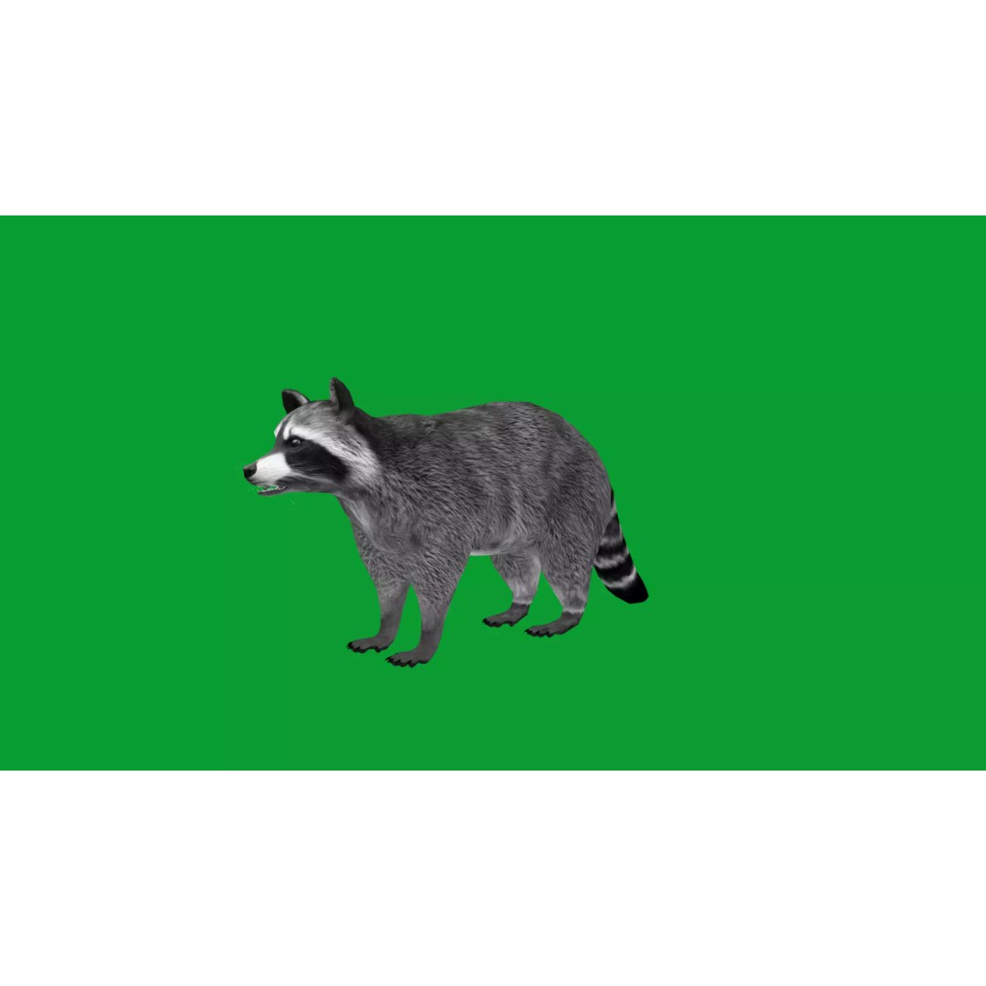 Raccoon 3D Model – Low Poly Game Asset with Animations, FBX - View 32