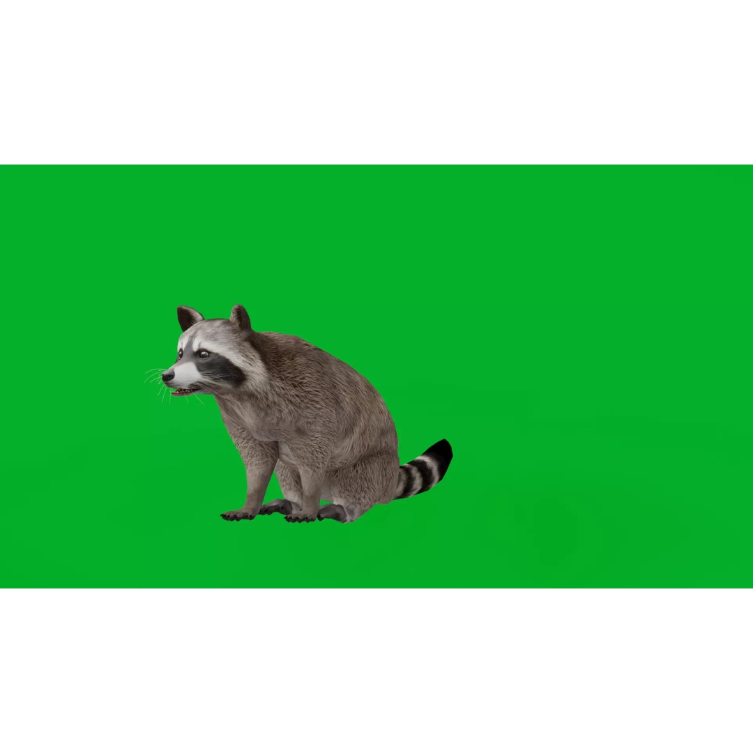 Raccoon 3D Model – Low Poly Game Asset with Animations, FBX - View 4