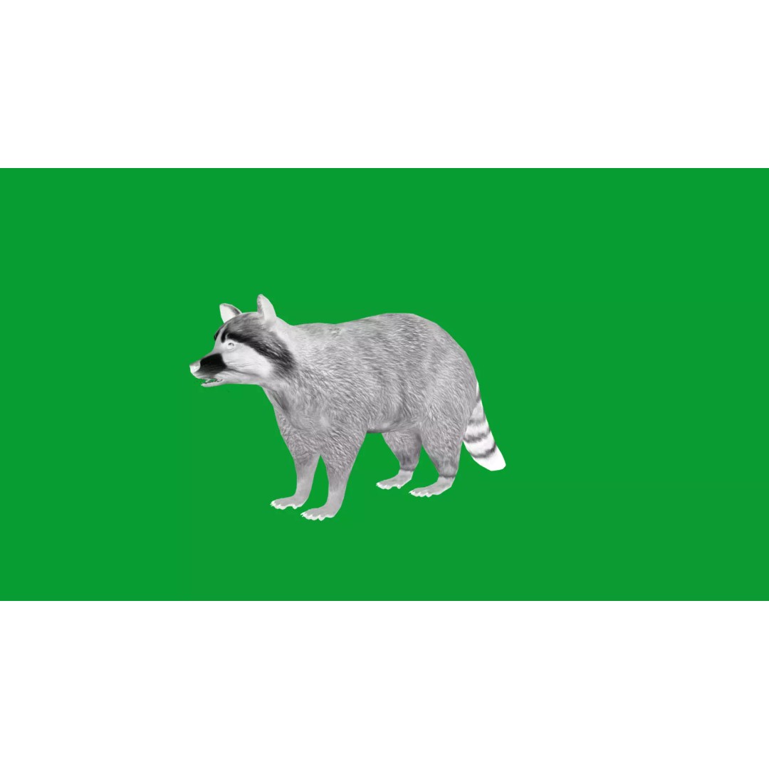 Raccoon 3D Model – Low Poly Game Asset with Animations, FBX - View 40
