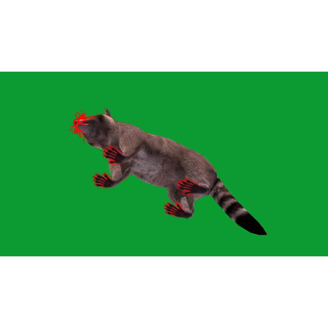 Raccoon 3D Model – Low Poly Game Asset with Animations, FBX - View 41