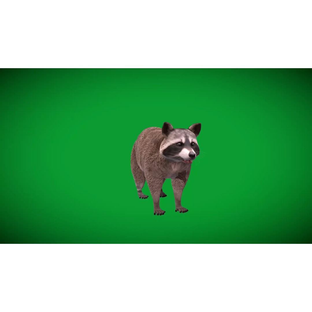 Raccoon 3D Model – Low Poly Game Asset with Animations, FBX - View 42