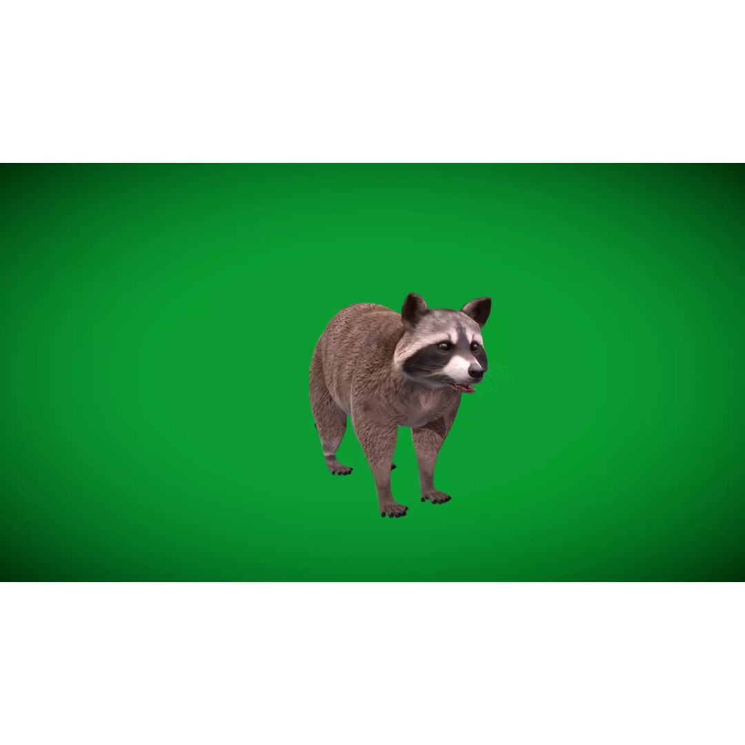 Raccoon 3D Model – Low Poly Game Asset with Animations, FBX - View 44