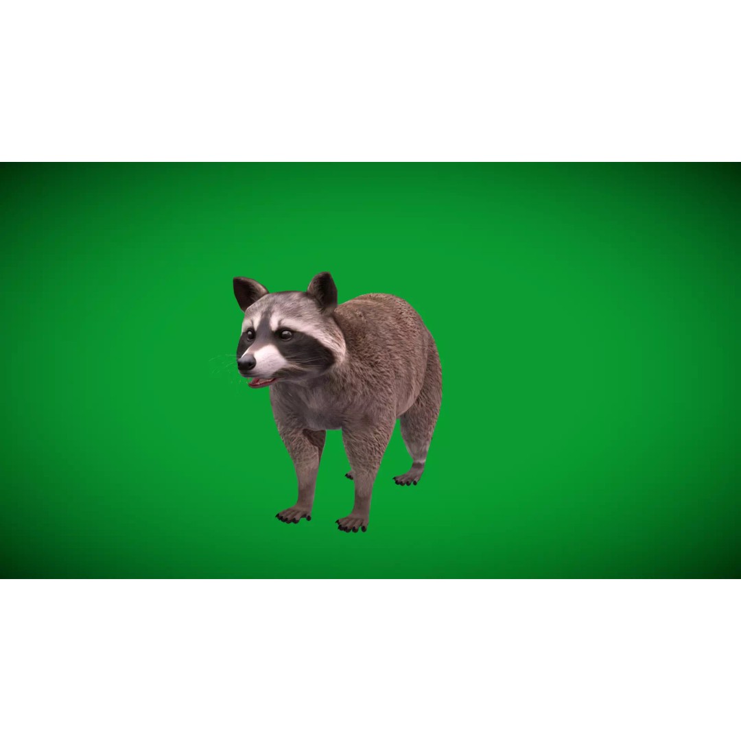 Raccoon 3D Model – Low Poly Game Asset with Animations, FBX - View 46