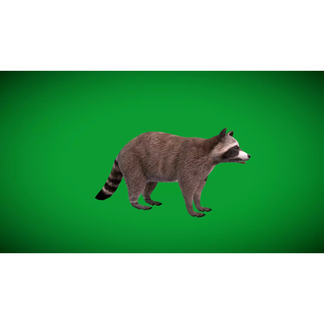 Raccoon 3D Model – Low Poly Game Asset with Animations, FBX - View 47
