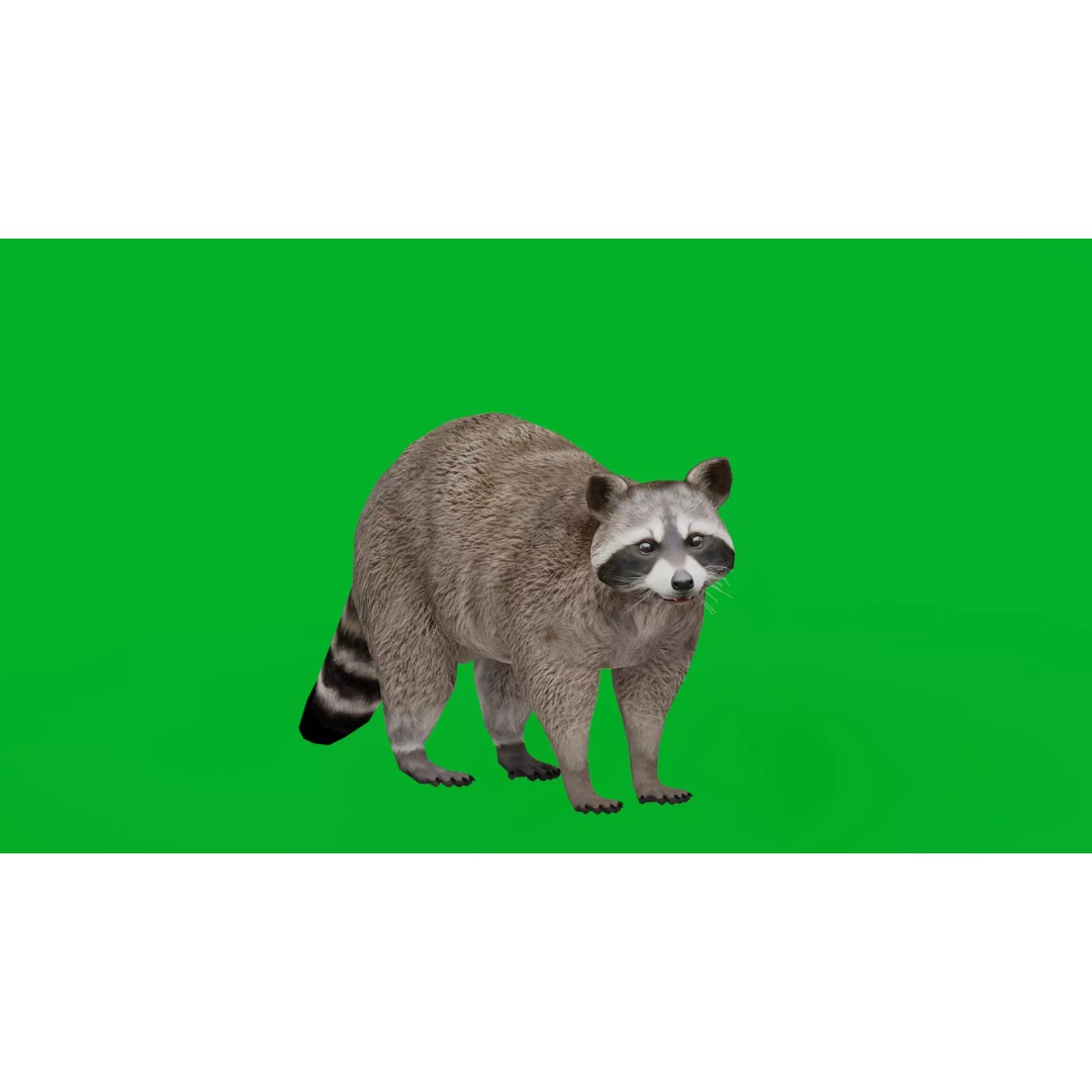 Raccoon 3D Model – Low Poly Game Asset with Animations, FBX - View 5