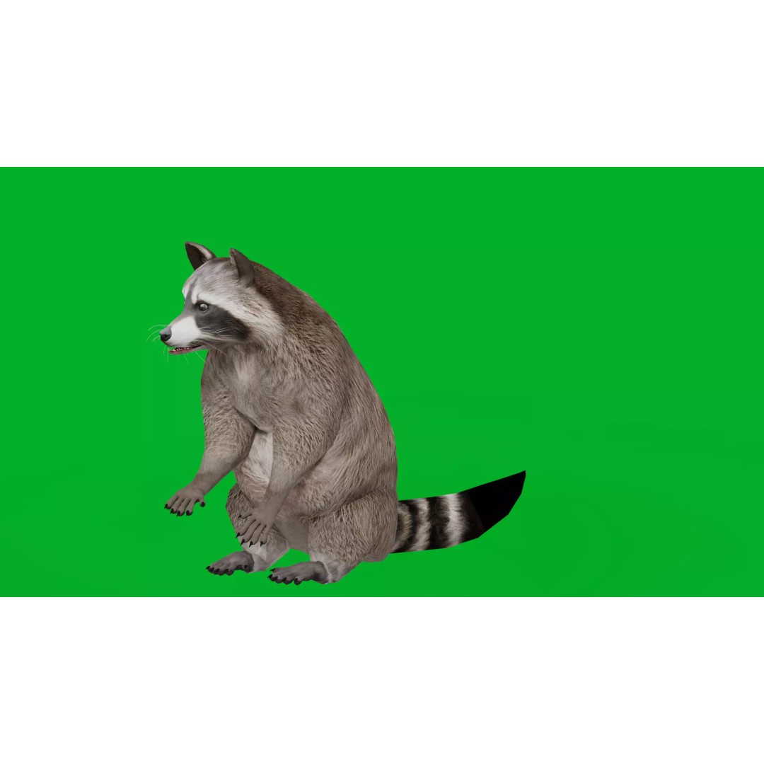 Raccoon 3D Model – Low Poly Game Asset with Animations, FBX - View 6