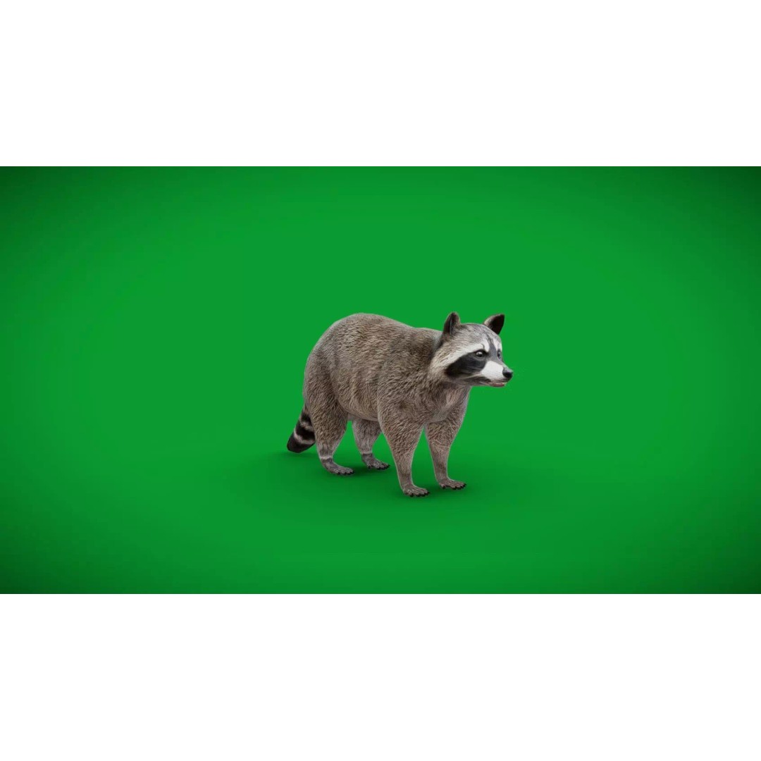 Raccoon 3D Model – Low Poly Game Asset with Animations, FBX - View 7