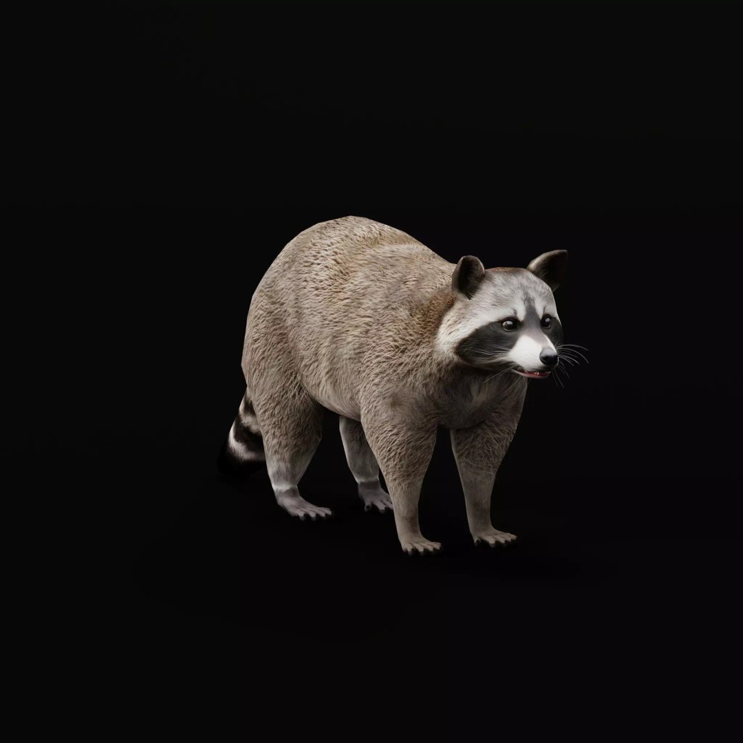 Raccoon 3D Model – Low Poly Game Asset with Animations, FBX - View 8