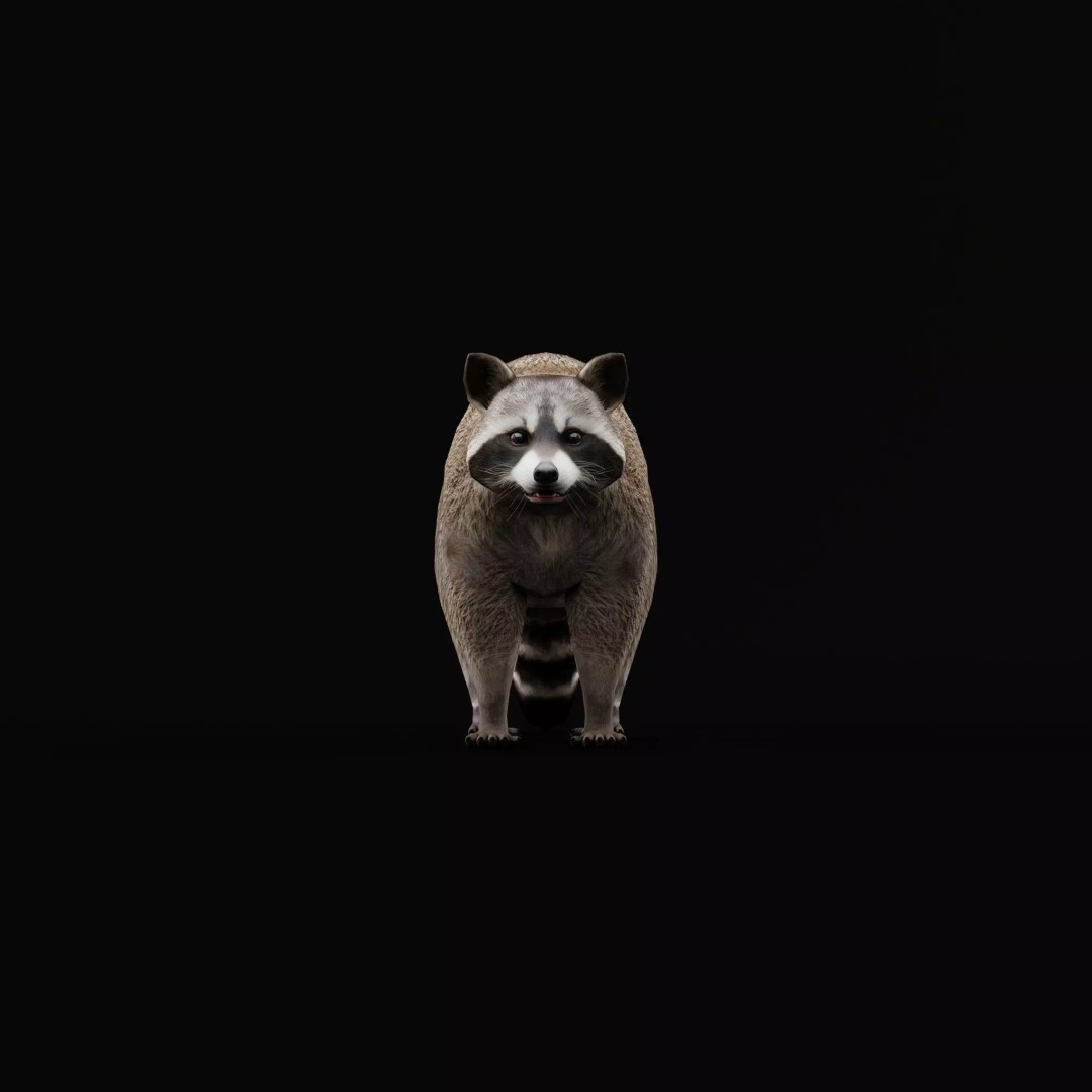 Raccoon 3D Model – Low Poly Game Asset with Animations, FBX - View 9