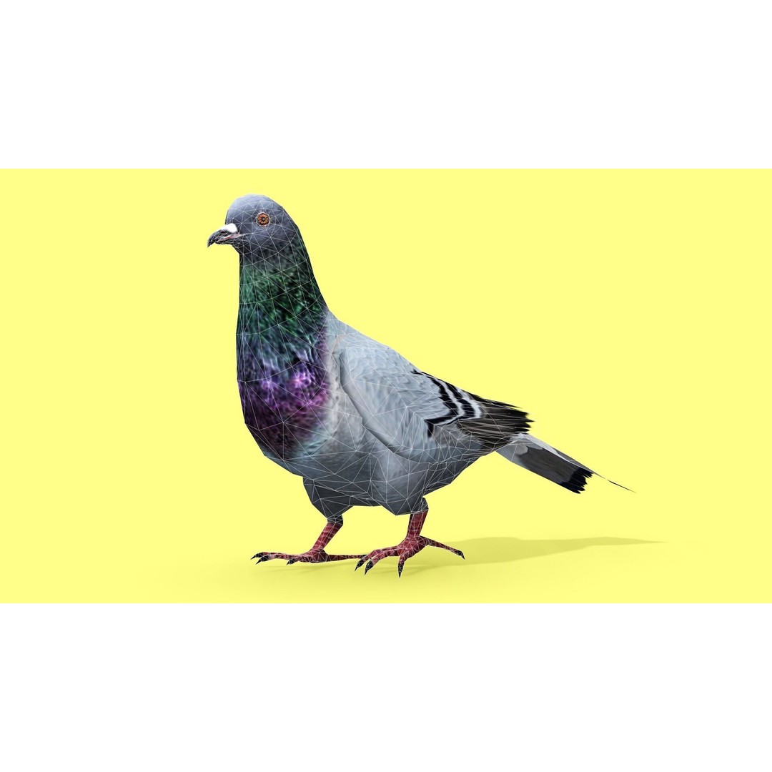 Pigeon 3D Model – Animated Low Poly Rigged Character, FBX, OBJ - View 12