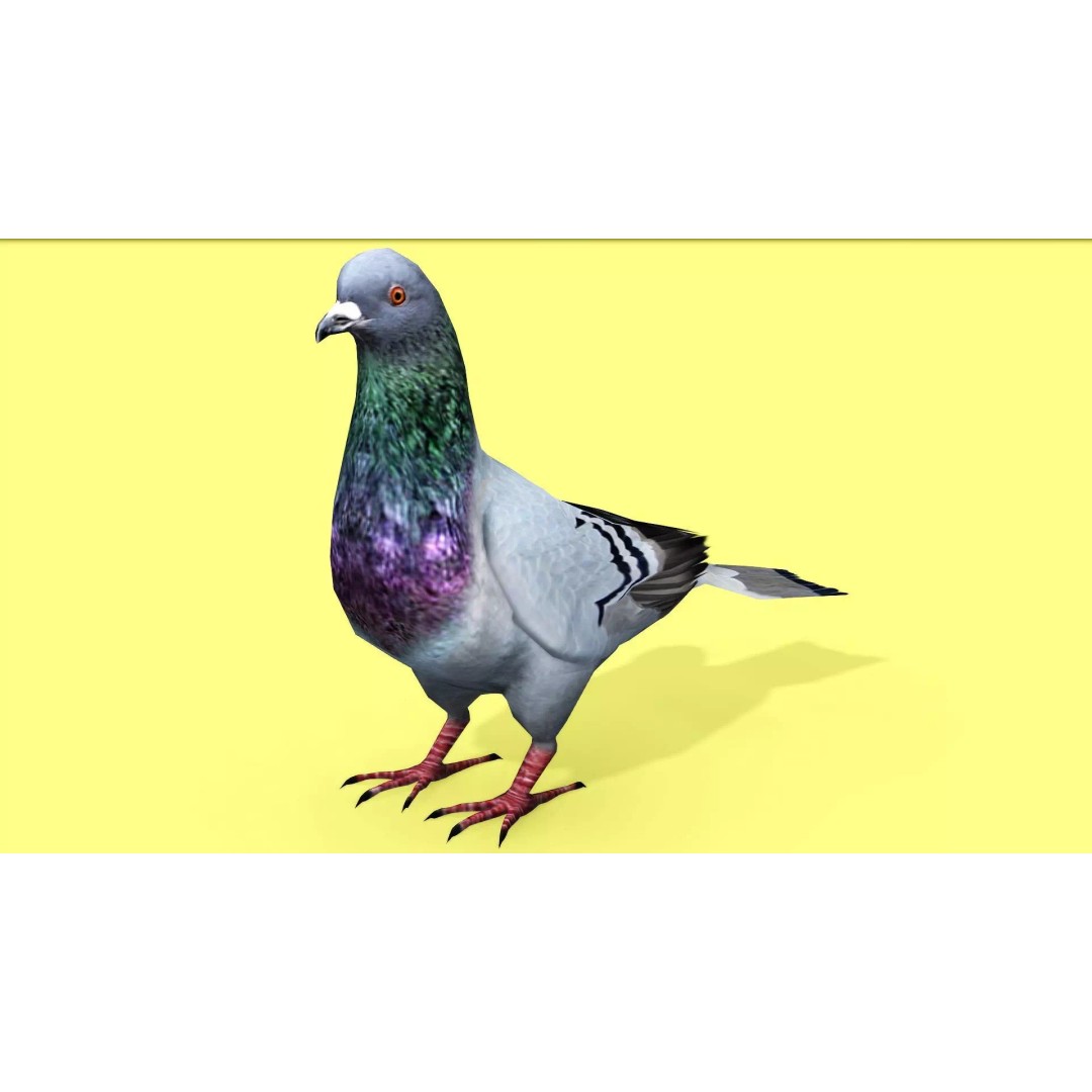 Pigeon 3D Model – Animated Low Poly Rigged Character, FBX, OBJ - View 2