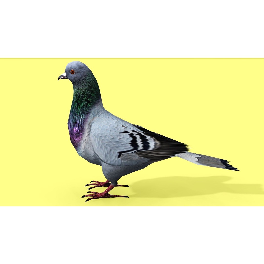 Pigeon 3D Model – Animated Low Poly Rigged Character, FBX, OBJ - View 3