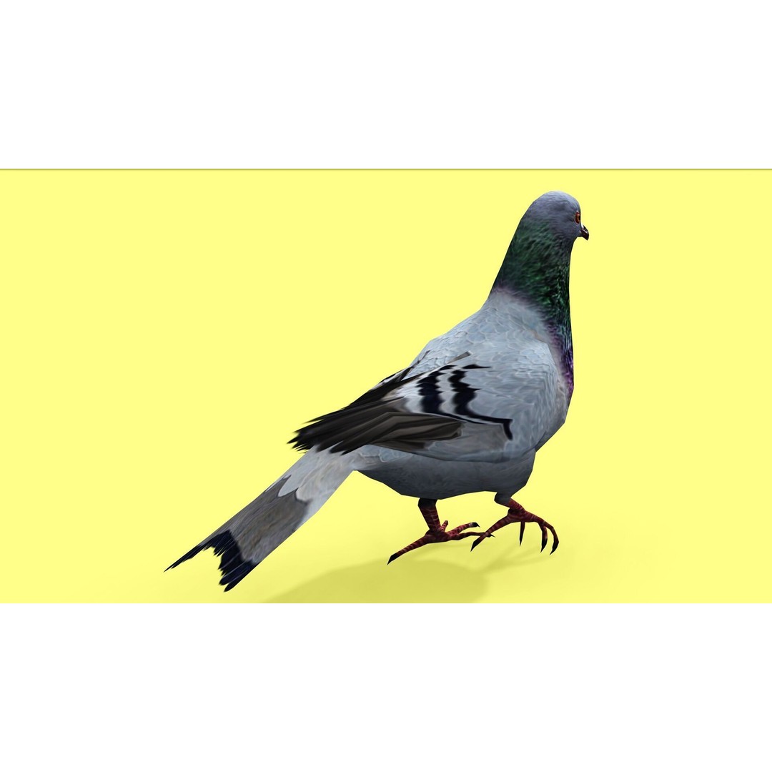 Pigeon 3D Model – Animated Low Poly Rigged Character, FBX, OBJ - View 4