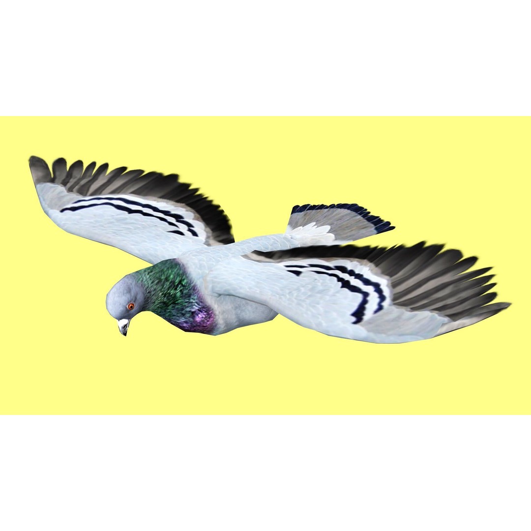 Pigeon 3D Model – Animated Low Poly Rigged Character, FBX, OBJ - View 5