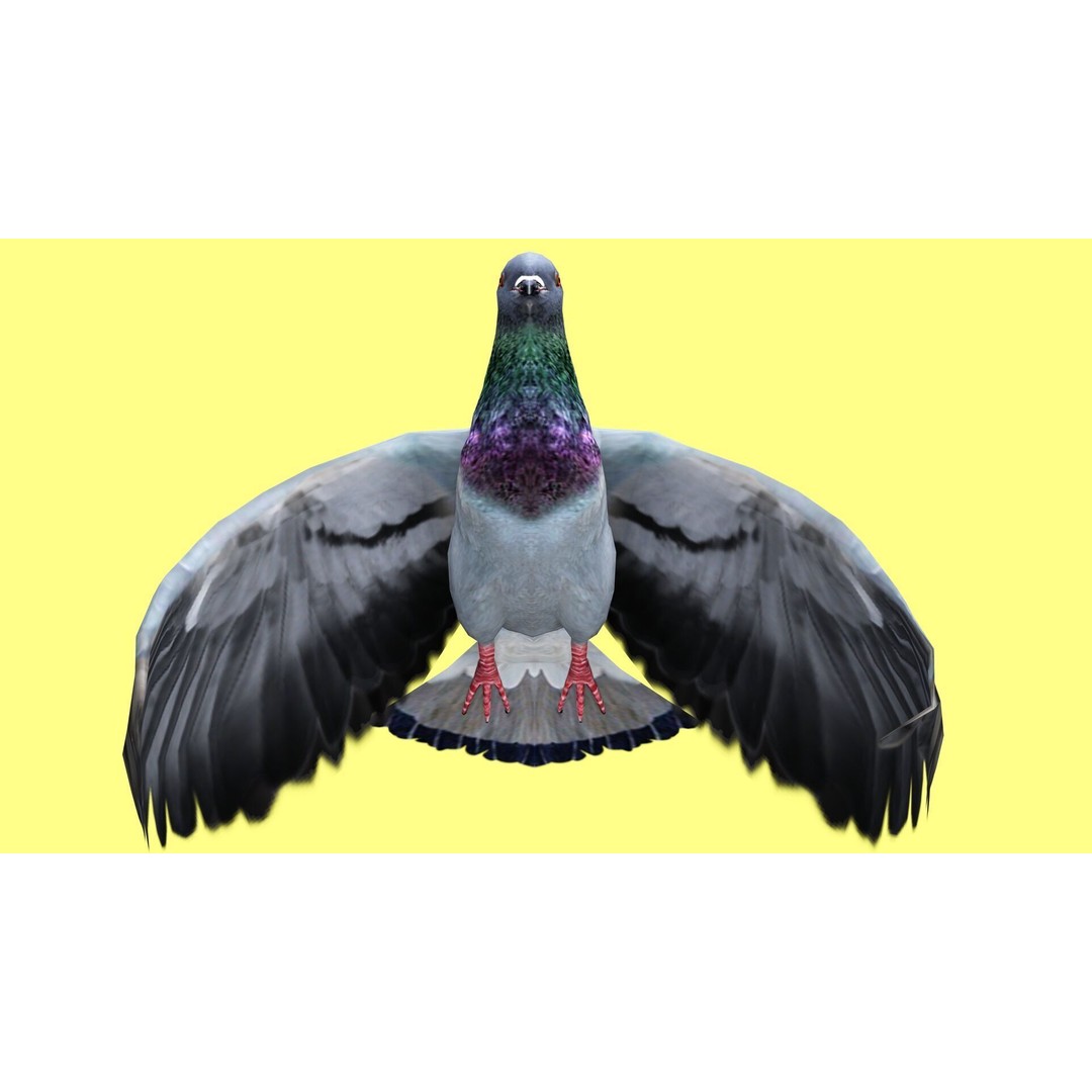 Pigeon 3D Model – Animated Low Poly Rigged Character, FBX, OBJ - View 6